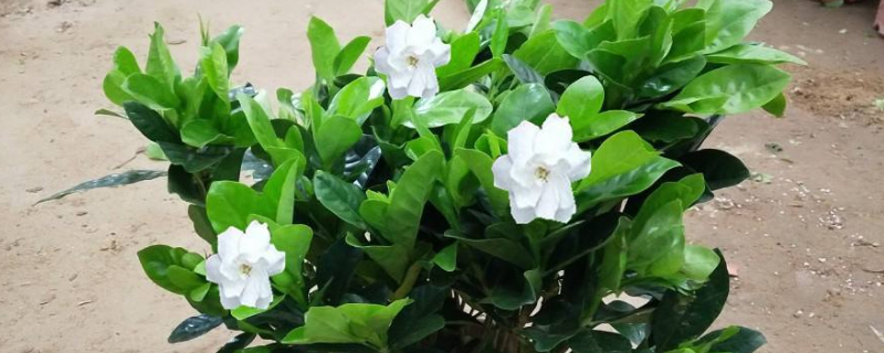 盆栽栀子花怎么施肥