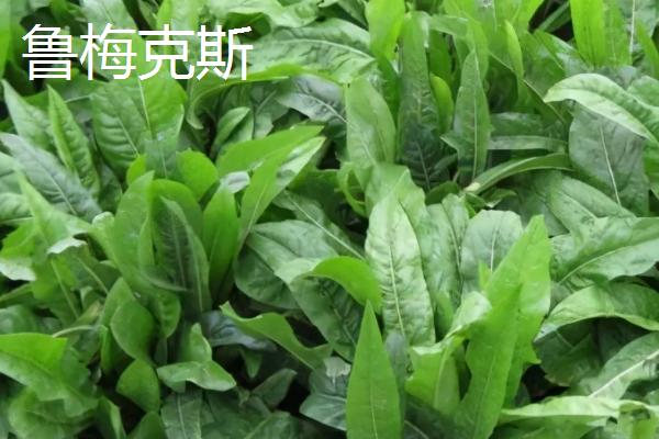 用什么草喂猪能快速生长
