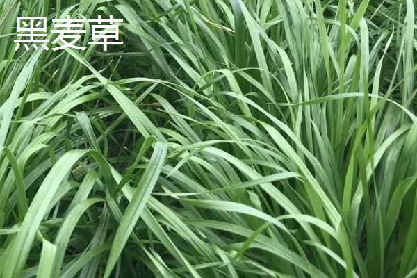 用什么草喂猪能快速生长