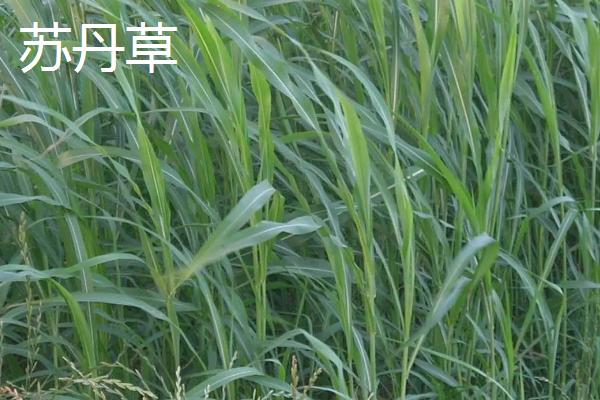用什么草喂猪能快速生长