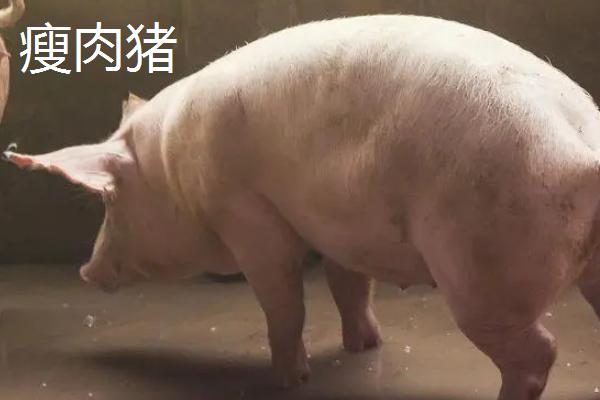 猪的种类