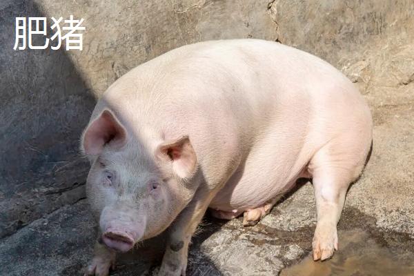 猪的种类