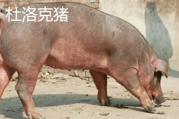 猪的种类