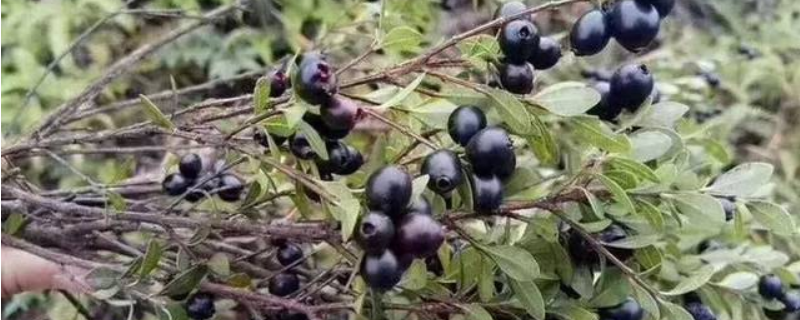 跟蓝莓长得很像的一种水果叫什么