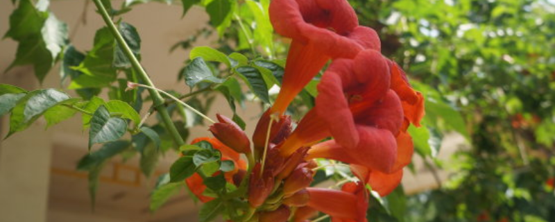 凌霄花耐寒吗