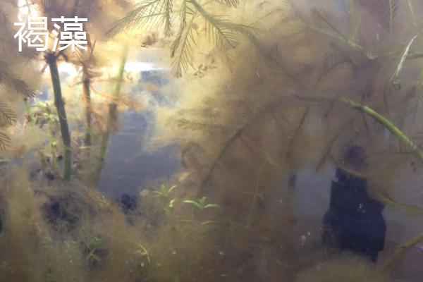 草缸爆褐藻说明什么