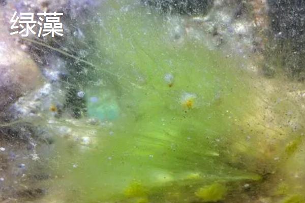 草缸爆褐藻说明什么