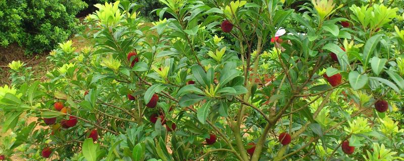 杨梅种植技术