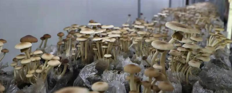 茶树菇种植方法