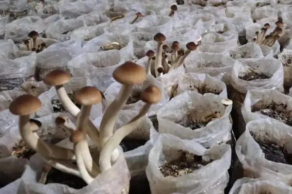 茶树菇种植方法