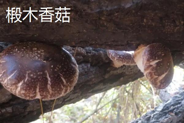 椴木香菇接种后何时通风