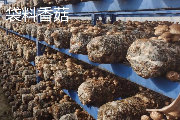 椴木香菇接种后何时通风