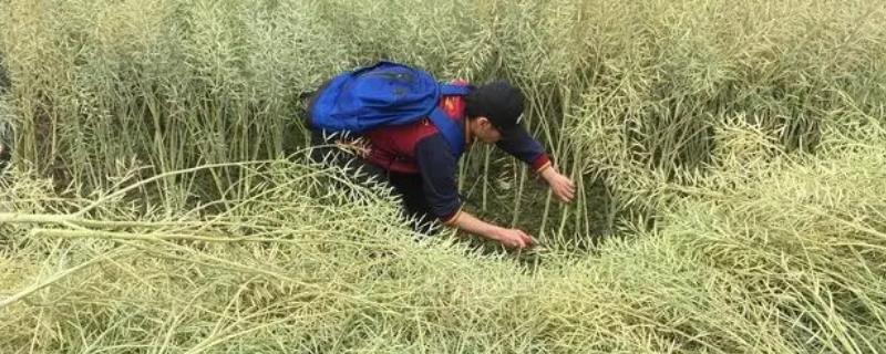 南方油菜几月份收割