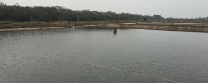 养殖龙虾多少地可以养