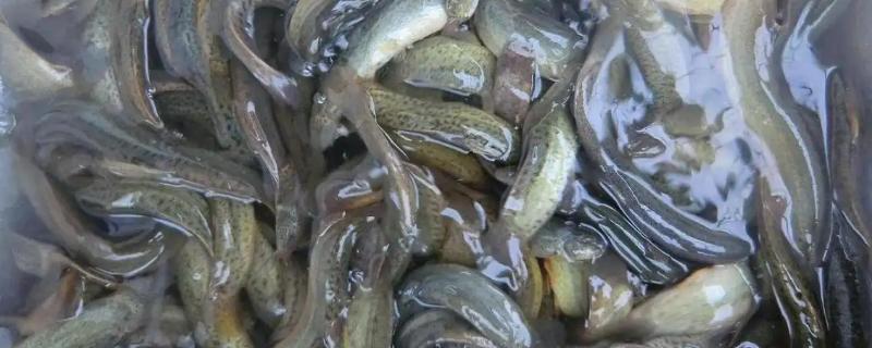 为什么泥鳅越大越便宜