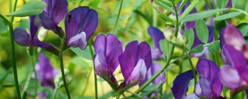 紫花苜蓿什么时候播种