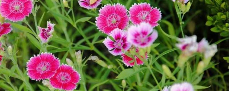 石竹花种子怎么种