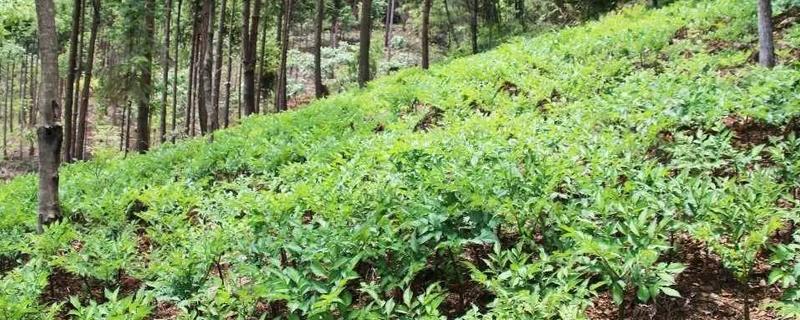 种药材怎么样
