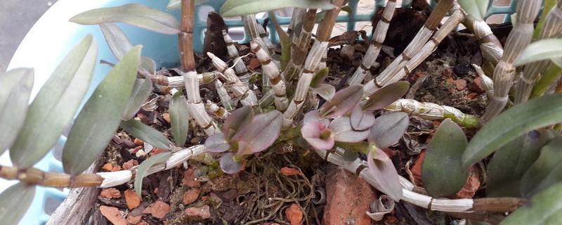 石斛北方可以种植吗