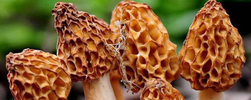 珍稀食用菌栽培技术