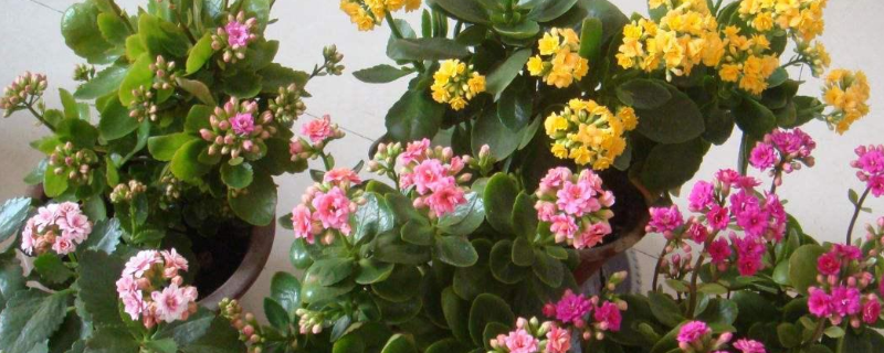 长寿花栽培技术
