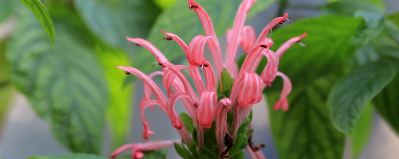 珊瑚花怎么养