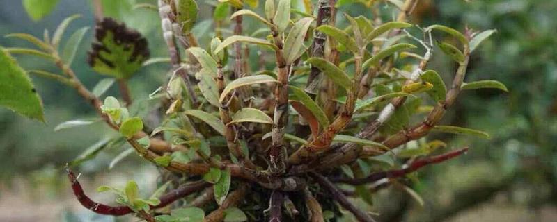 石斛可以用泥土种植吗