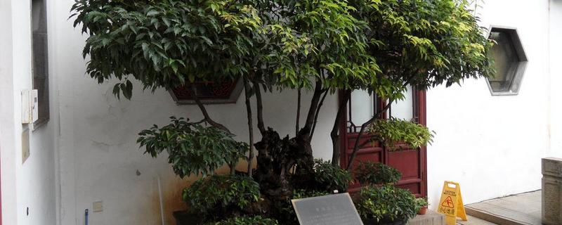 香樟盆景栽培技术有哪些