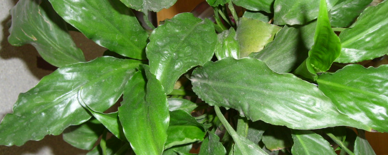 植物怎么过冬的