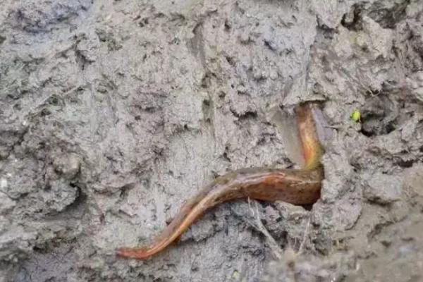 野生泥鳅几月份外出