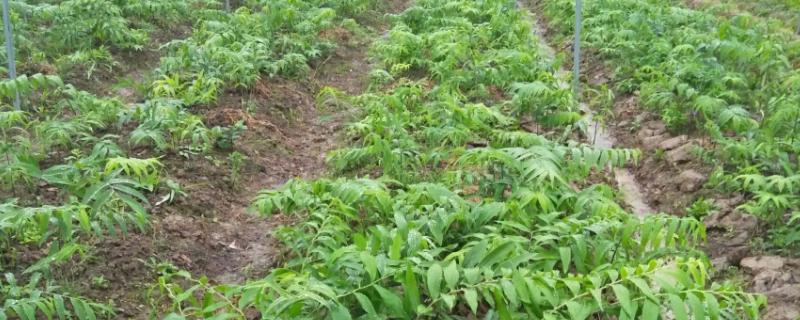 黄精的种植方法与技术