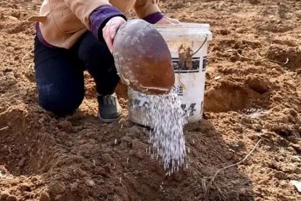 种植高粱使用什么肥料