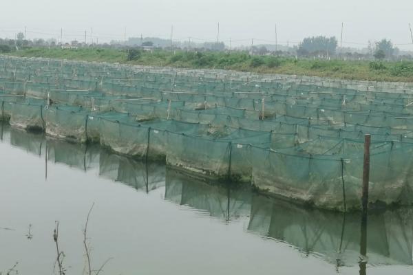 怎么建造养殖黄鳝和泥鳅的池塘
