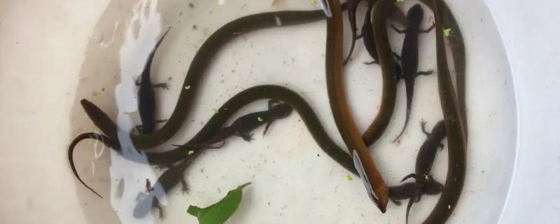 黄鳝怎么养在家里