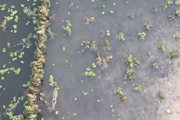 青蛙的亩产量