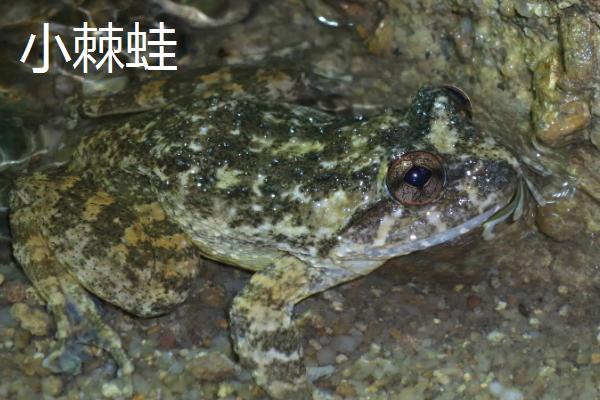 常见的青蛙品种