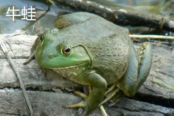 常见的青蛙品种