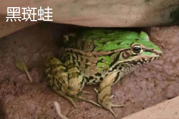 常见的青蛙品种