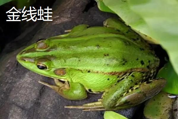 常见的青蛙品种