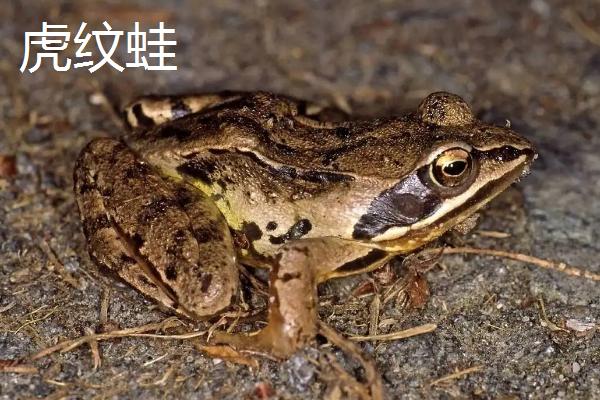 常见的青蛙品种