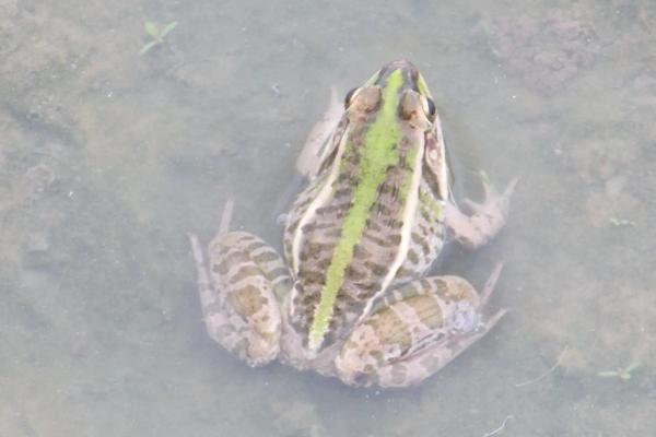 青蛙在什么季节产卵
