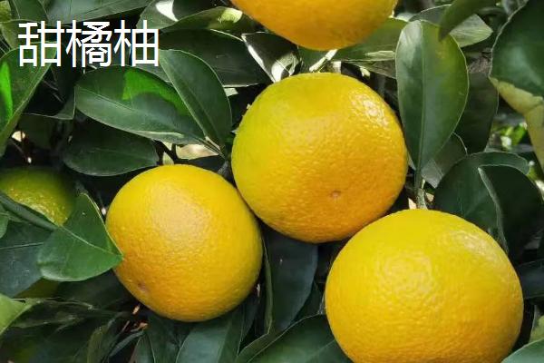 柑橘新品种特点