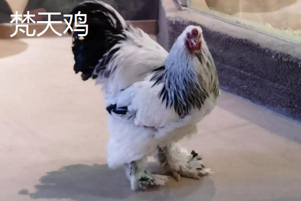 中国有哪些巨型鸡品种