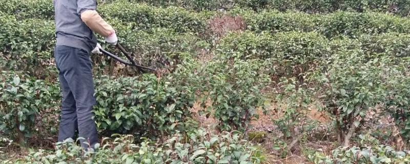 茶树管理修剪及施肥