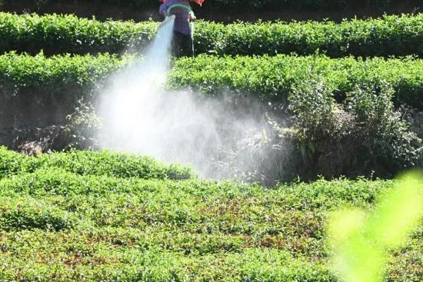 茶树管理及修剪施肥方法