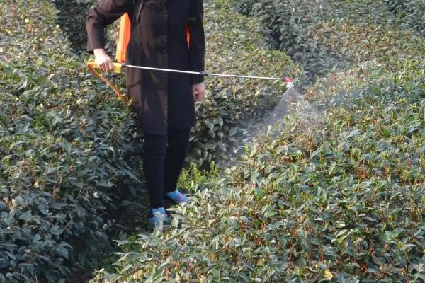 茶树管理及修剪施肥方法