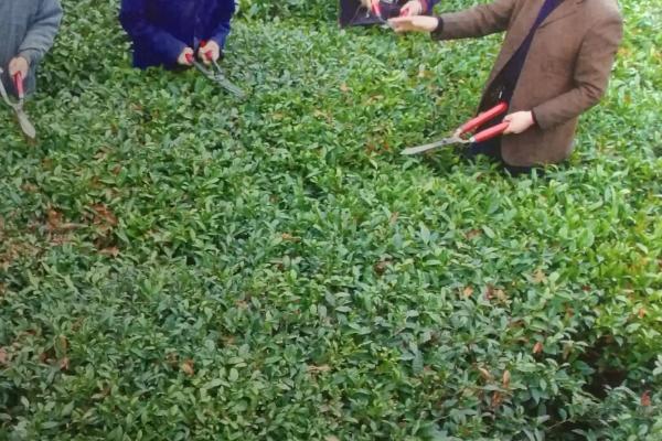 茶树管理及修剪施肥方法