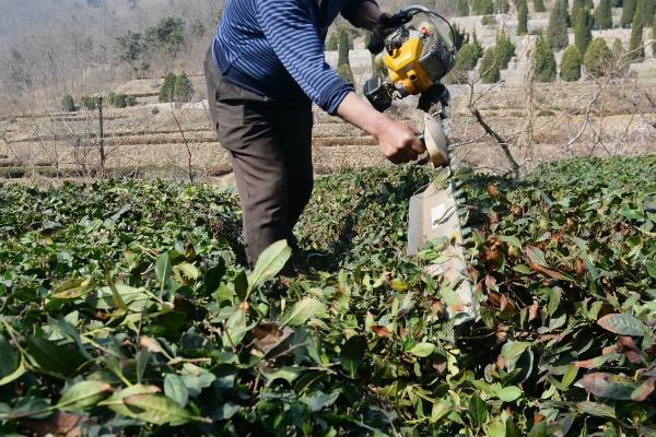 茶树管理及修剪施肥方法