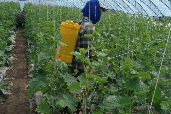 黄瓜各阶段施肥方法