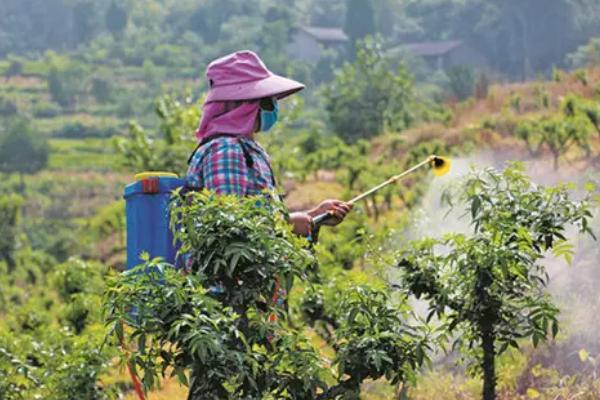 花椒树一年四季打什么农药
